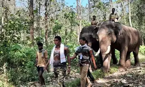 വിനോദസഞ്ചാര കേന്ദ്രമായ ധോണിയില്‍ തന്നെ പി.ടി ഏഴിന് കൂടൊരുക്കം
