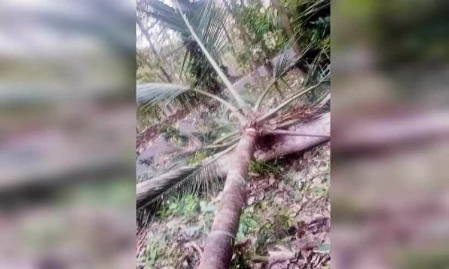 കള്ള് നല്‍കിയില്ല, ചെത്തുതൊഴിലാളിയെ തെങ്ങ് മുറിച്ചിട്ട് അപായപ്പെടുത്താന്‍ ശ്രമം