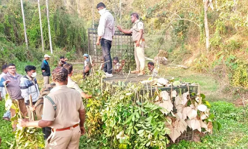 കടുവ സാന്നിധ്യം; പിലാക്കാവിൽ കൂട് സ്ഥാപിച്ചു