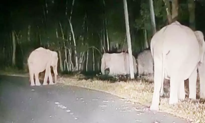 പുൽപള്ളി-സുൽത്താൻ ബത്തേരി യാത്രക്കാർക്ക് ഭീഷണിയായി കാട്ടാനകൾ പുൽപള്ളി-സുൽത്താൻ ബത്തേരി യാത്രക്കാർക്ക് ഭീഷണിയായി കാട്ടാനകൾ