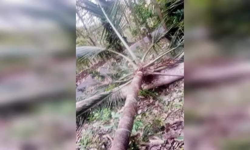 കള്ള് നല്‍കിയില്ല, ചെത്തുതൊഴിലാളിയെ തെങ്ങ് മുറിച്ചിട്ട് അപായപ്പെടുത്താന്‍ ശ്രമം