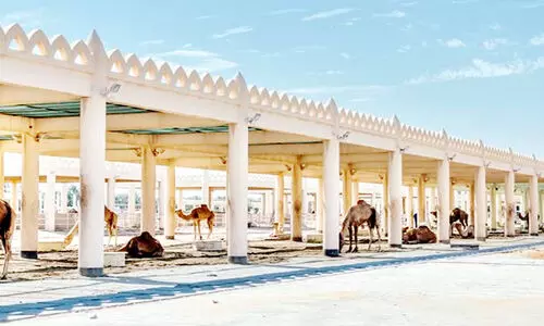 ജനാബിയയിൽ പോകാം; ഒട്ടകങ്ങളെ കാണാം