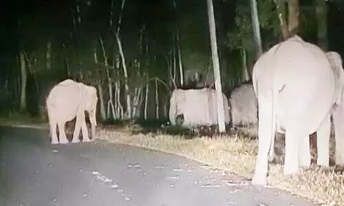 പു​ൽ​പ​ള്ളി-​സു​ൽ​ത്താ​ൻ ബ​ത്തേ​രി യാ​ത്ര​ക്കാ​ർ​ക്ക് ഭീ​ഷ​ണി​യാ​യി കാ​ട്ടാ​ന​ക​ൾ