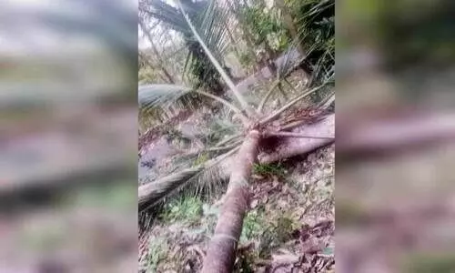 കള്ള് നല്‍കിയില്ല, ചെത്തുതൊഴിലാളിയെ തെങ്ങ് മുറിച്ചിട്ട് അപായപ്പെടുത്താന്‍ ശ്രമം