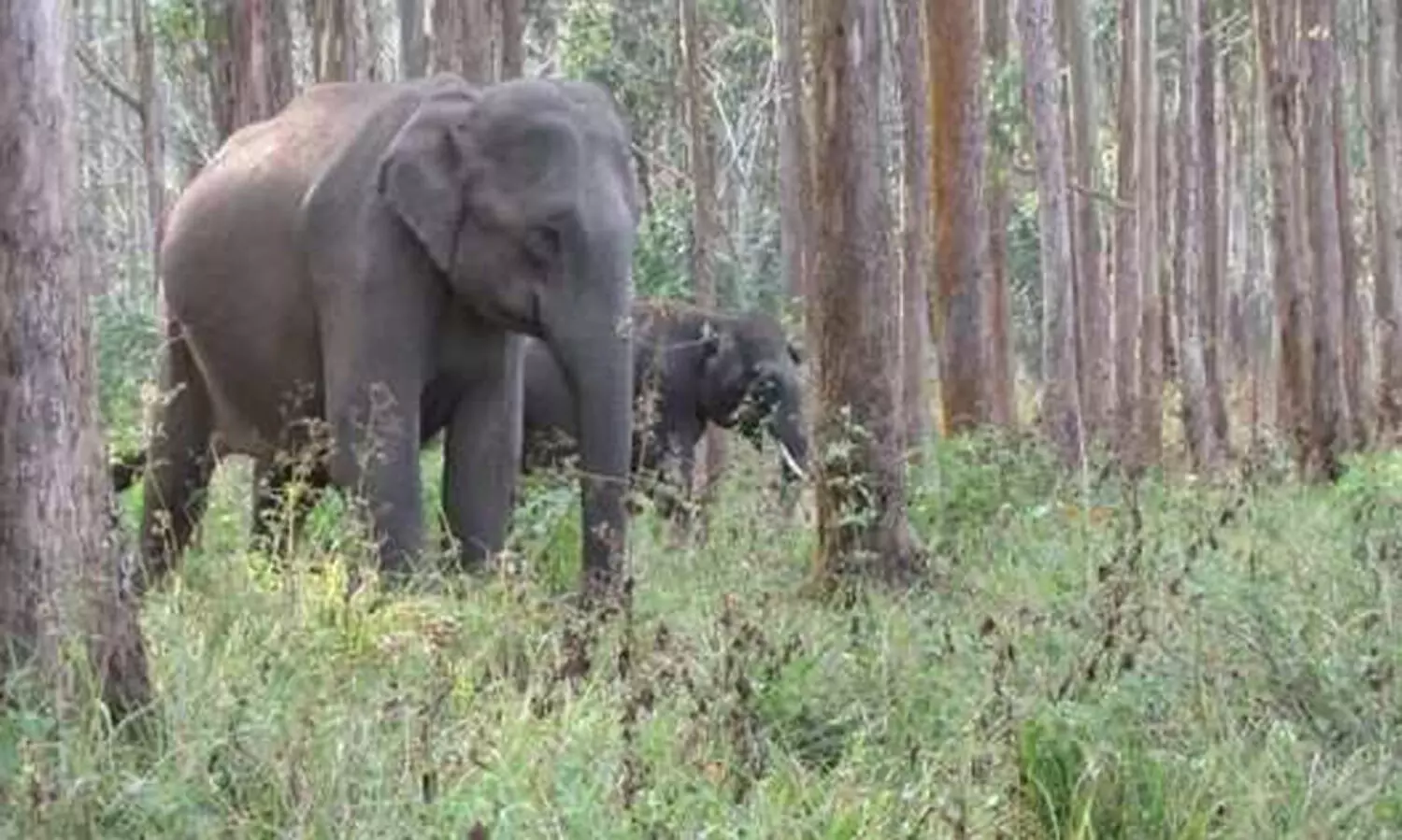 വന്യജീവികളുടെ ജനന നിയന്ത്രണം: ഏതു പഠനത്തിന്റെ അടിസ്ഥാനത്തിലെന്ന് പ്രകൃതി സംരക്ഷണ സമിതി