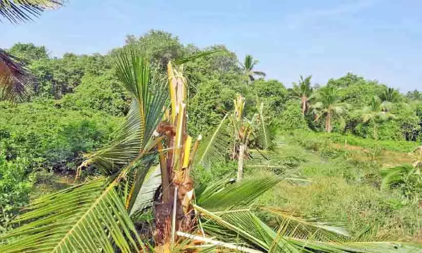 അഴിയൂരിൽ കൃഷിയിടത്തിലെ 68 തെങ്ങിൻ തൈകൾ വെട്ടിനശിപ്പിച്ചു