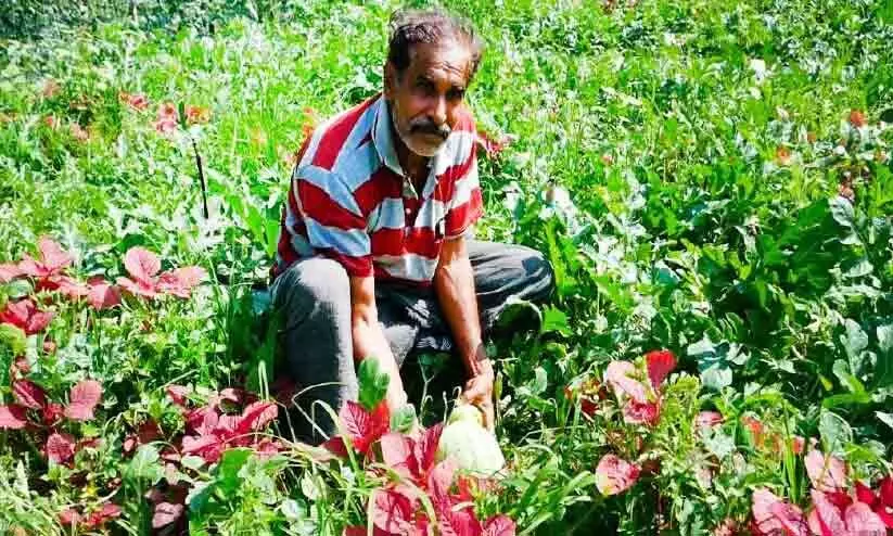 മലയോരത്തെ തണ്ണിമത്തൻ ദിനങ്ങൾ മലയോരത്തെ തണ്ണിമത്തൻ ദിനങ്ങൾ