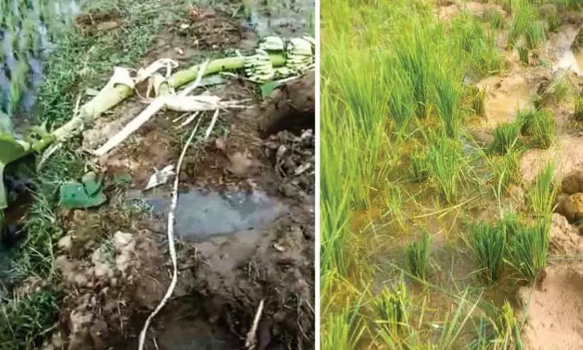 നാട് ഒഴിയാതെ പി.ടി. 7; പിടികൂടാനുള്ള ദൗത്യം വ്യാഴാഴ്ച തുടങ്ങും നാട് ഒഴിയാതെ പി.ടി. 7; പിടികൂടാനുള്ള ദൗത്യം വ്യാഴാഴ്ച തുടങ്ങും