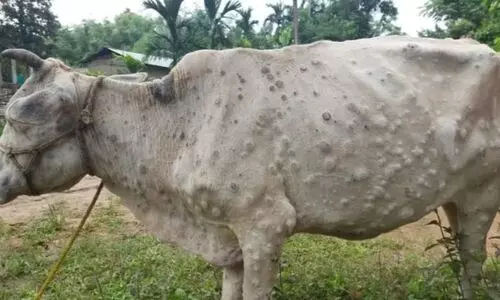 Diseases of cows