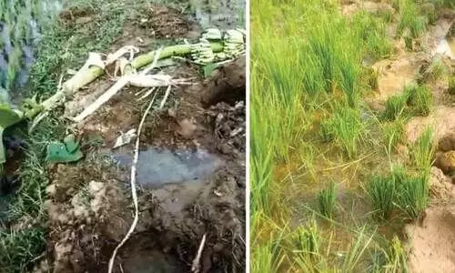 നാട് ഒഴിയാതെ പി.ടി. 7; പിടികൂടാനുള്ള ദൗത്യം വ്യാഴാഴ്ച തുടങ്ങും