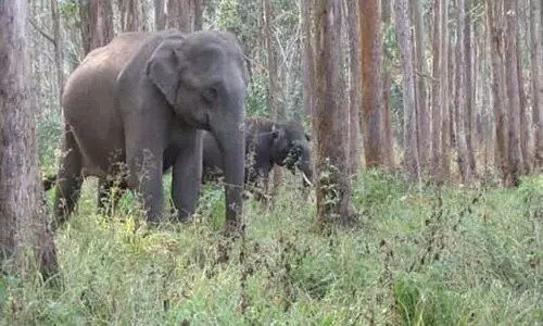 വന്യജീവികളുടെ ജനന നിയന്ത്രണം: ഏതു പഠനത്തിന്റെ അടിസ്ഥാനത്തിലെന്ന് പ്രകൃതി സംരക്ഷണ സമിതി