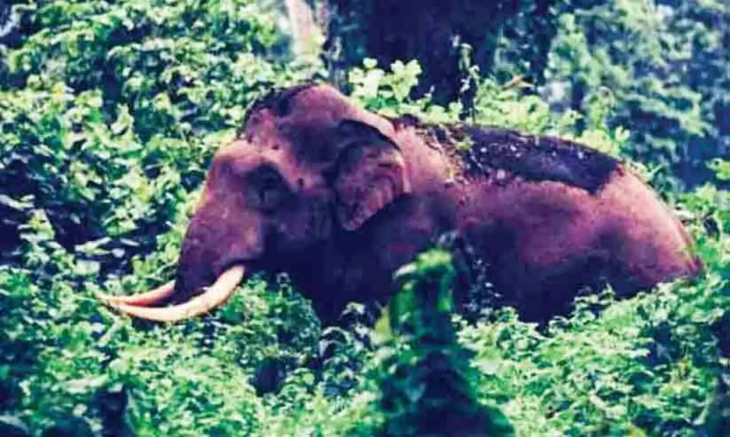 കലി തീരാതെ പി.ടി ഏഴാമൻ; ആധി മൂത്ത് ജനം