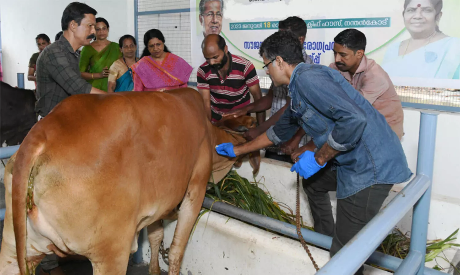 പശുക്കളിലെ ചർമ മുഴ രോഗം ഒരു മാസം നീളുന്ന പ്രതിരോധ കുത്തിവെയ്പ് തുടങ്ങി