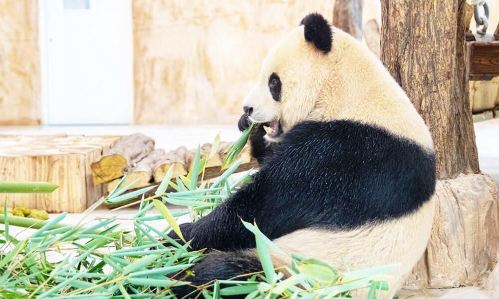Panda House will make the park an important tourist destination Panda House Park World Today News
