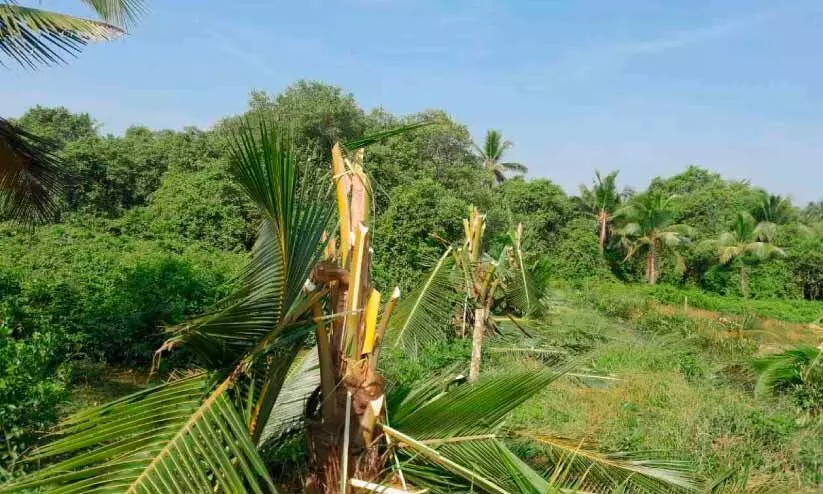 തെങ്ങിൻ തൈകൾവെട്ടി നശിപ്പിച്ച സംഭവം: പൊലീസ് അന്വേഷണം തുടങ്ങി തെങ്ങിൻ തൈകൾവെട്ടി നശിപ്പിച്ച സംഭവം: പൊലീസ് അന്വേഷണം തുടങ്ങി