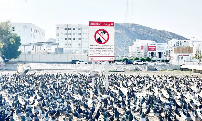 പൊ​തു​യി​ട​ങ്ങ​ളി​ലെ പ​ക്ഷി​ശ​ല്യം ന​ട​പ​ടി ശ​ക്​​ത​മാ​ക്കി അ​ധി​കൃ​ത​ർ