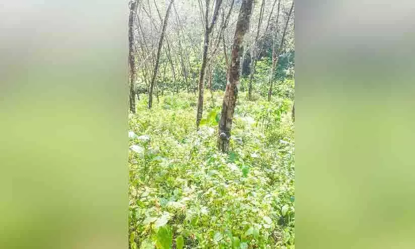 protect Kodumon estate says Workers