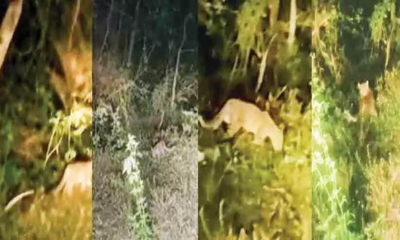 മണ്ണാർക്കാട് മണ്ണാർക്കാട്