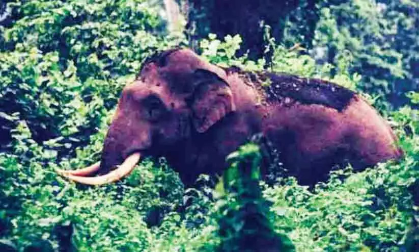 കലി തീരാതെ പി.ടി ഏഴാമൻ; ആധി മൂത്ത് ജനം കലി തീരാതെ പി.ടി ഏഴാമൻ; ആധി മൂത്ത് ജനം