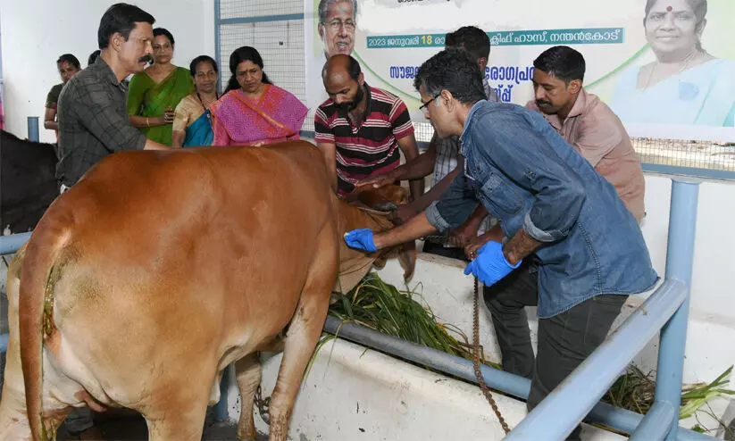 പശുക്കളിലെ ചർമ മുഴ രോഗം ഒരു മാസം നീളുന്ന പ്രതിരോധ കുത്തിവെയ്പ് തുടങ്ങി പശുക്കളിലെ ചർമ മുഴ രോഗം ഒരു മാസം നീളുന്ന പ്രതിരോധ കുത്തിവെയ്പ് തുടങ്ങി