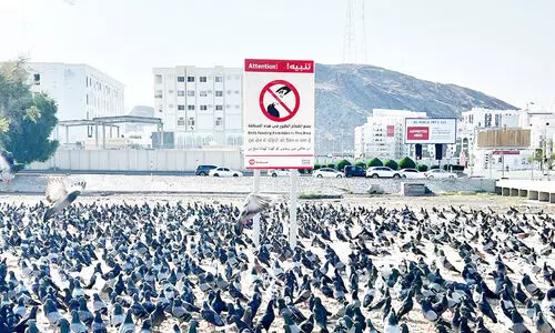 പൊ​തു​യി​ട​ങ്ങ​ളി​ലെ പ​ക്ഷി​ശ​ല്യം ന​ട​പ​ടി ശ​ക്​​ത​മാ​ക്കി അ​ധി​കൃ​ത​ർ