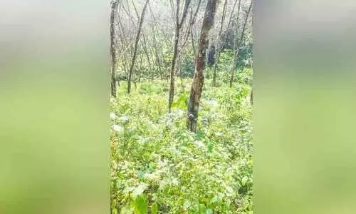 protect Kodumon estate says Workers