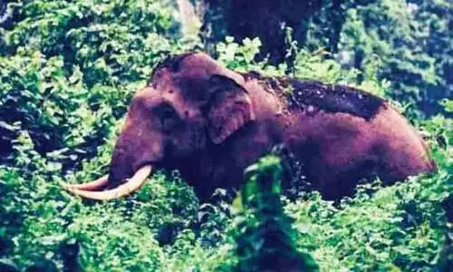 കലി തീരാതെ പി.ടി ഏഴാമൻ; ആധി മൂത്ത് ജനം കലി തീരാതെ പി.ടി ഏഴാമൻ; ആധി മൂത്ത് ജനം