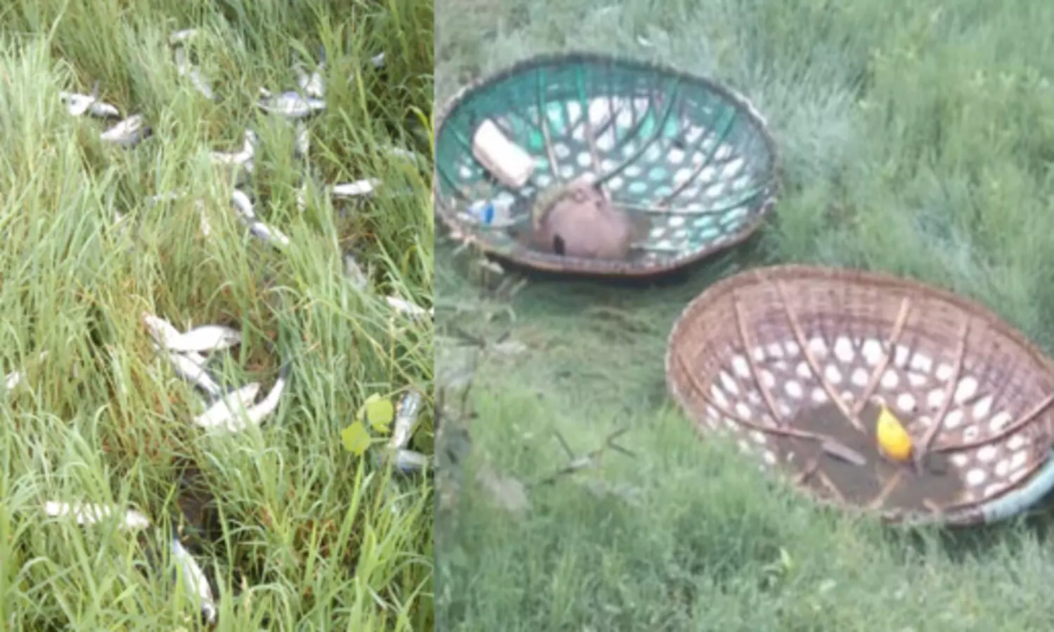 അനധികൃതമായി മീൻപിടിച്ച തമിഴ് സംഘം പിടിയിൽ; പഞ്ചായത്ത് ഇടപെട്ട് പിഴ അടപ്പിച്ചു