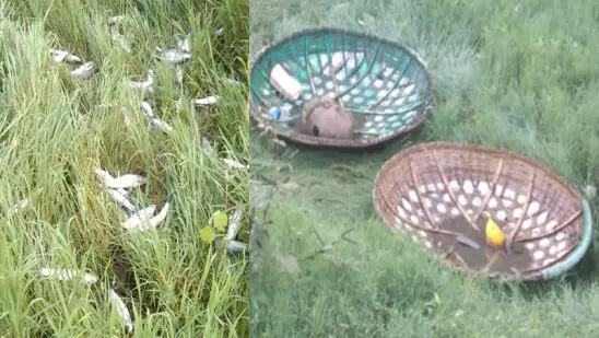 അനധികൃതമായി മീൻപിടിച്ച തമിഴ് സംഘം പിടിയിൽ; പഞ്ചായത്ത് ഇടപെട്ട് പിഴ അടപ്പിച്ചു അനധികൃതമായി മീൻപിടിച്ച തമിഴ് സംഘം പിടിയിൽ; പഞ്ചായത്ത് ഇടപെട്ട് പിഴ അടപ്പിച്ചു