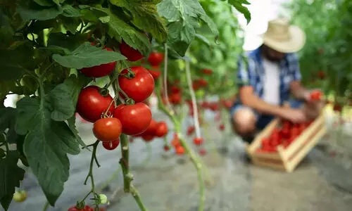 വർഷം മുഴുവൻ പച്ചക്കറിക്കായി ‘പ്ലാന്റ് ഫാക്ടറി’ സ്ഥാപിക്കും വർഷം മുഴുവൻ പച്ചക്കറിക്കായി ‘പ്ലാന്റ് ഫാക്ടറി’ സ്ഥാപിക്കും