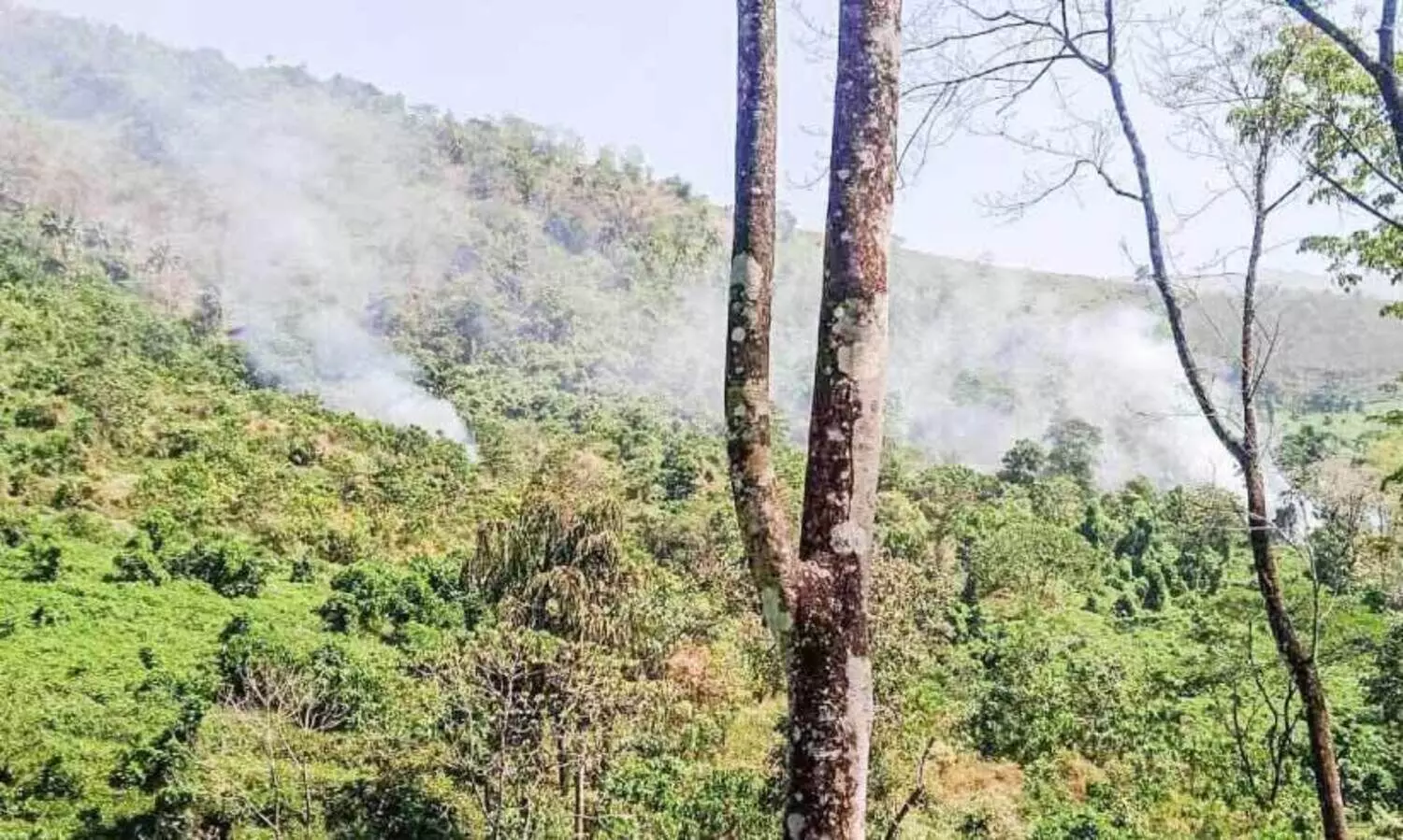 ആനക്കൂട്ടത്തെ വിറപ്പിക്കാന്‍ തീയിട്ടു; വിരണ്ടത് നാട്ടുകാര്‍