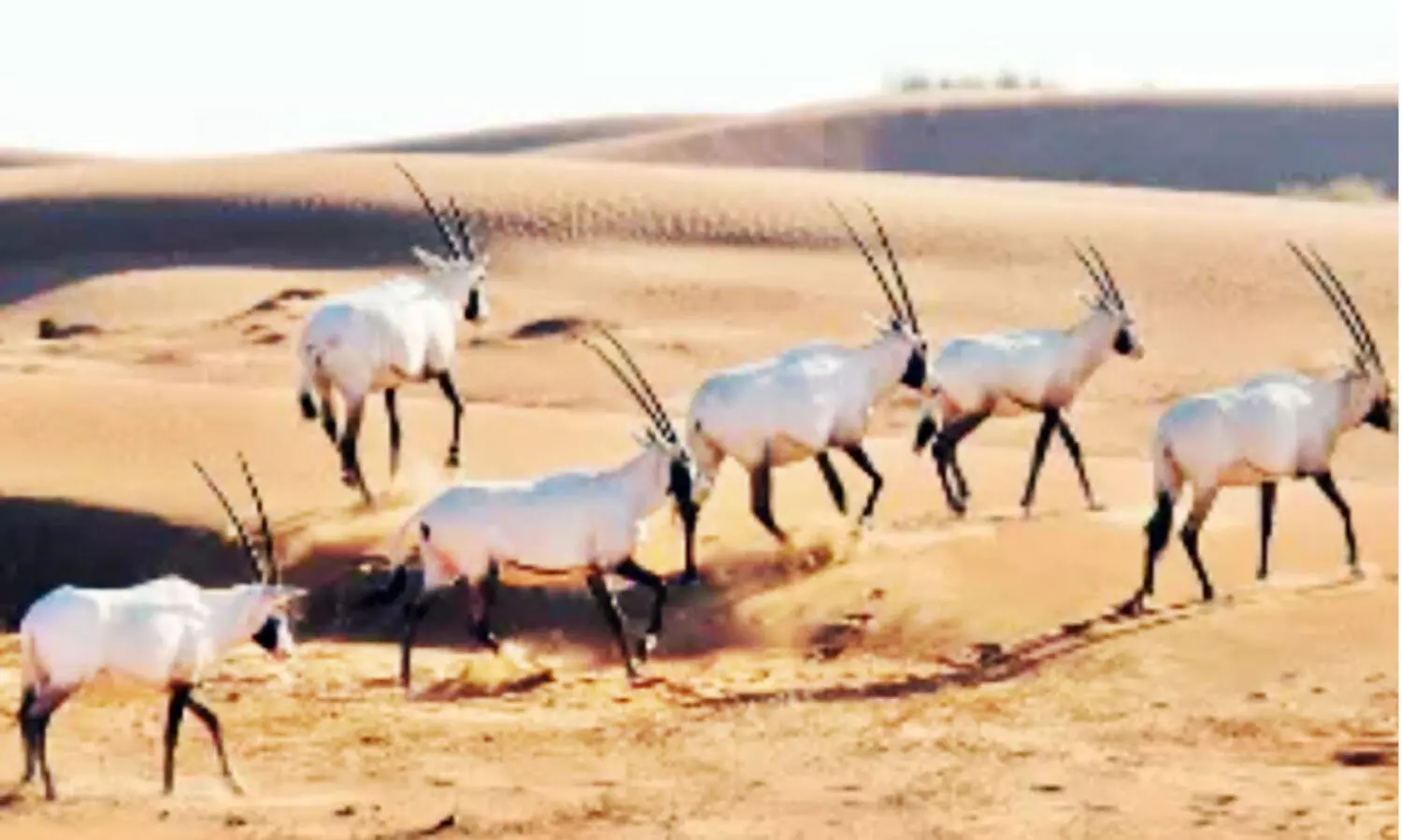 വം​ശ​നാ​ശ​ഭീ​ഷ​ണി നേ​രി​ടു​ന്ന 1500ല​ധി​കം മൃ​ഗ​ങ്ങ​ളെ അ​ൽ​ഉ​ല​യി​ൽ പു​ന​ര​ധി​വ​സി​പ്പി​ക്കും