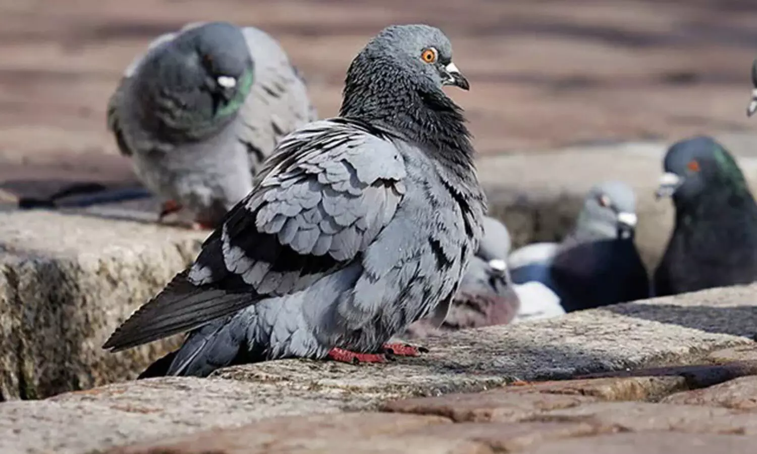 യു.പിയിൽ പൂച്ചയെ മോഷ്ടിച്ച് എന്നാരോപിച്ച് അയൽവാസിയുടെ 30 പ്രാവുകളെ വിഷം കൊടുത്ത്കൊന്നു