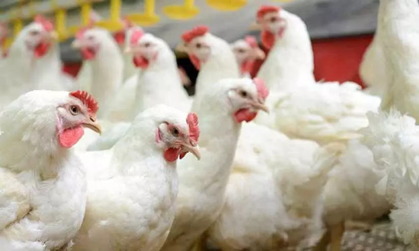 തിരുവല്ലയിലും പക്ഷിപ്പനി സ്ഥിരീകരിച്ചു തിരുവല്ലയിലും പക്ഷിപ്പനി സ്ഥിരീകരിച്ചു