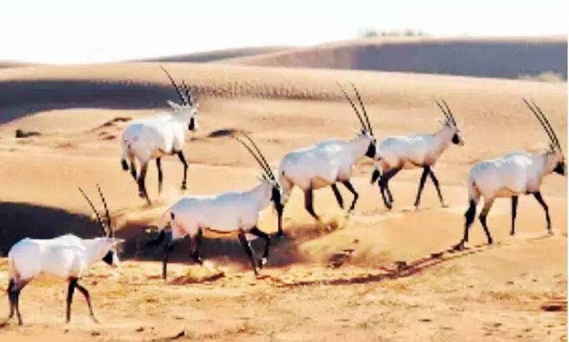 വംശനാശഭീഷണി നേരിടുന്ന 1500ലധികം മൃഗങ്ങളെ അൽഉലയിൽ പുനരധിവസിപ്പിക്കും വംശനാശഭീഷണി നേരിടുന്ന 1500ലധികം മൃഗങ്ങളെ അൽഉലയിൽ പുനരധിവസിപ്പിക്കും