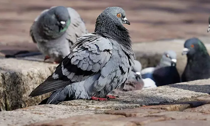 യു.പിയിൽ പൂച്ചയെ മോഷ്ടിച്ച് എന്നാരോപിച്ച് അയൽവാസിയുടെ 30 പ്രാവുകളെ വിഷം കൊടുത്ത്കൊന്നു യു.പിയിൽ പൂച്ചയെ മോഷ്ടിച്ച് എന്നാരോപിച്ച് അയൽവാസിയുടെ 30 പ്രാവുകളെ വിഷം കൊടുത്ത്കൊന്നു