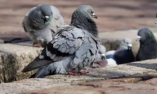 യു.പിയിൽ പൂച്ചയെ മോഷ്ടിച്ച് എന്നാരോപിച്ച് അയൽവാസിയുടെ 30 പ്രാവുകളെ വിഷം കൊടുത്ത്കൊന്നു