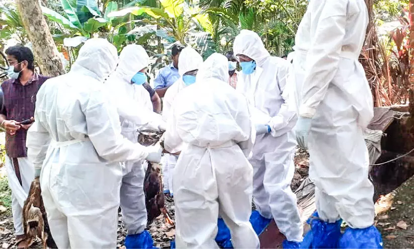 Bird flu in Thiruvalla