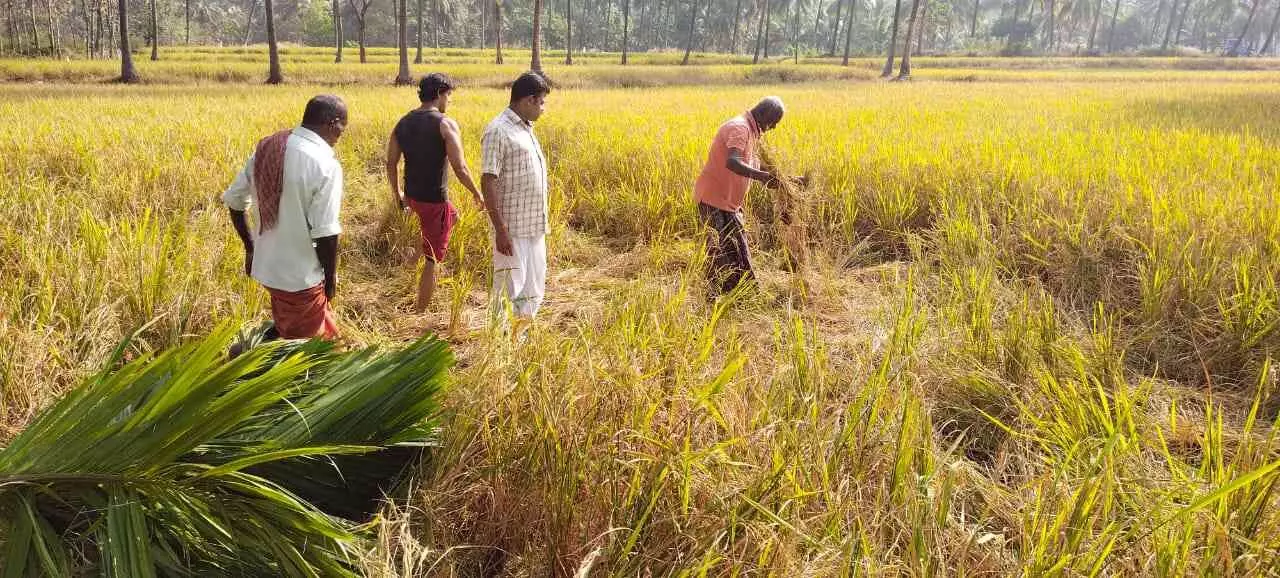 നെല്ലിന്​ താങ്ങുവില 143 രൂപ കൂട്ടി