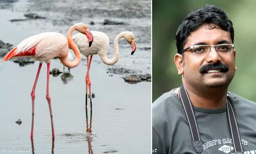 കുവൈത്തിലെ ദേശാടനക്കാലം