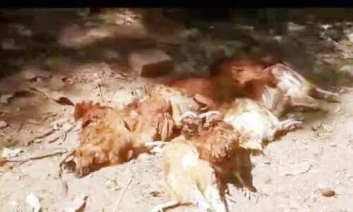 വളർത്തു കോഴികളെ അജ്ഞാത ജീവി കൊന്നു; ആശങ്കയിൽ മൈലമ്പാടി വളർത്തു കോഴികളെ അജ്ഞാത ജീവി കൊന്നു; ആശങ്കയിൽ മൈലമ്പാടി