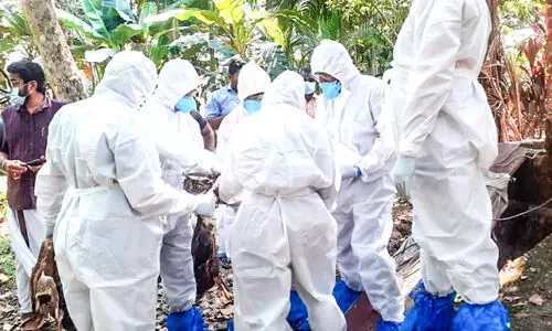 Bird flu in Thiruvalla