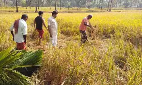 നെല്ലിന്​ താങ്ങുവില 143 രൂപ കൂട്ടി