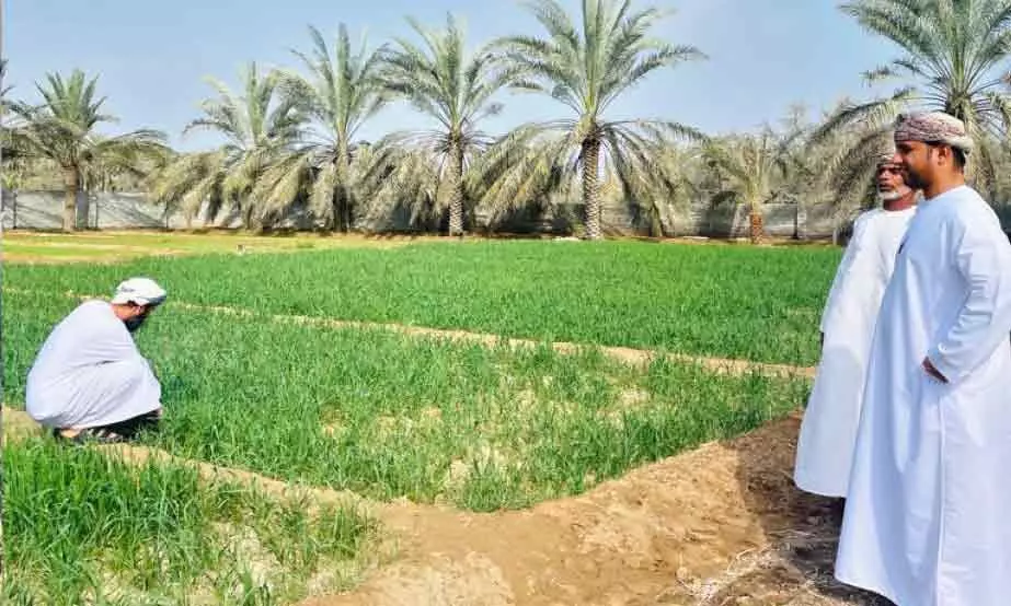 ഗോതമ്പുപാടങ്ങൾ സന്ദർശിച്ചു ഗോതമ്പുപാടങ്ങൾ സന്ദർശിച്ചു