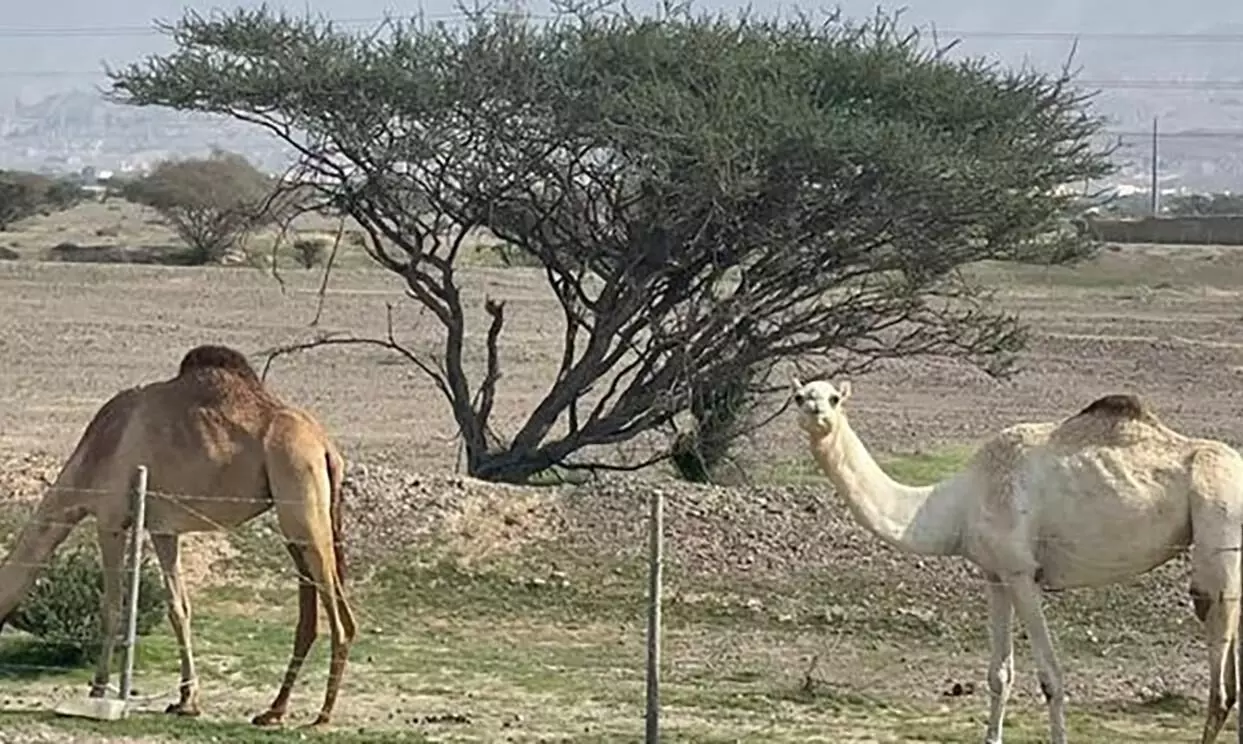 Ras Al Khaimahs Pastures Ras Al Khaimahs Pastures