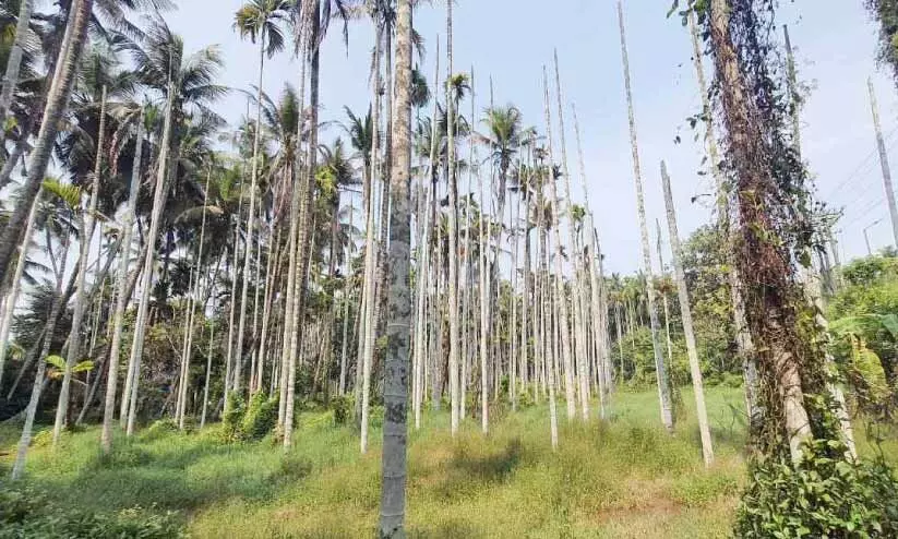 വയൽപ്രദേശത്ത് നീരൊഴുക്ക് തടസ്സപ്പെട്ടു; കൃഷിനാശം രൂക്ഷം