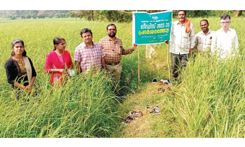 കരുവാച്ചി ഇനം നെൽകൃഷി മങ്കരയിലും