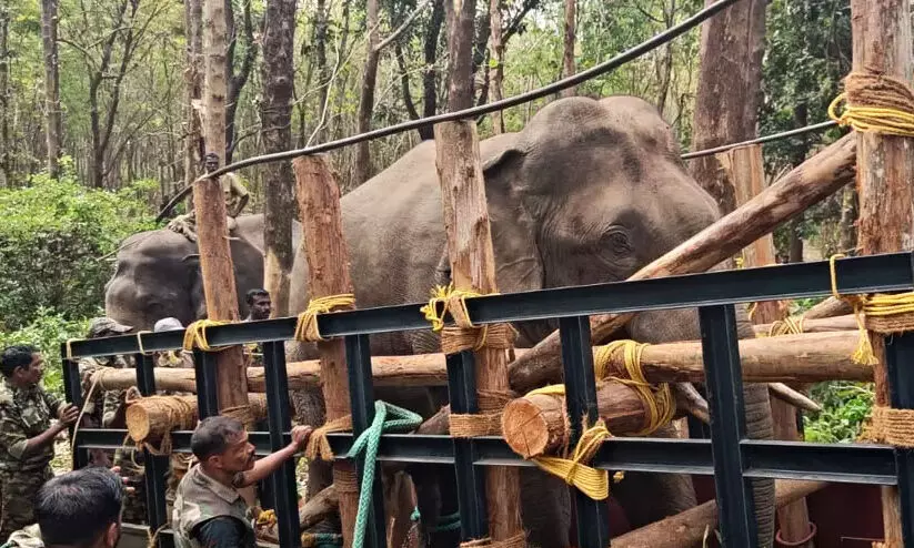 pt 7 wild elephant pt 7 wild elephant