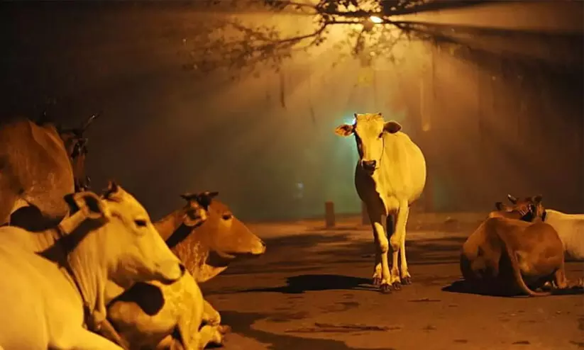 പശു അമ്മയാണ്, പശു കശാപ്പ് നിര്‍ത്തിയാല്‍ ഭൂമിയിലെ എല്ലാ പ്രശ്‌നങ്ങളും അവസാനിക്കും -ഗുജറാത്ത് കോടതി