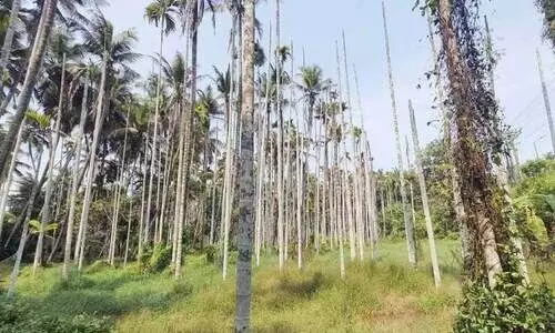 വയൽപ്രദേശത്ത് നീരൊഴുക്ക് തടസ്സപ്പെട്ടു; കൃഷിനാശം രൂക്ഷം